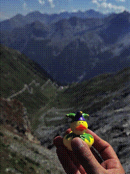 Il paperotto